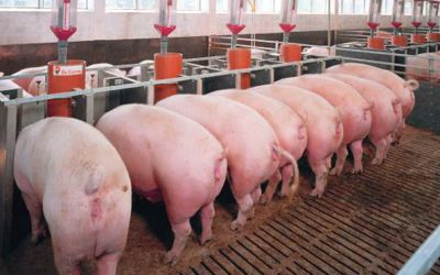 El sector porcino español referente internacional en sostenibilidad