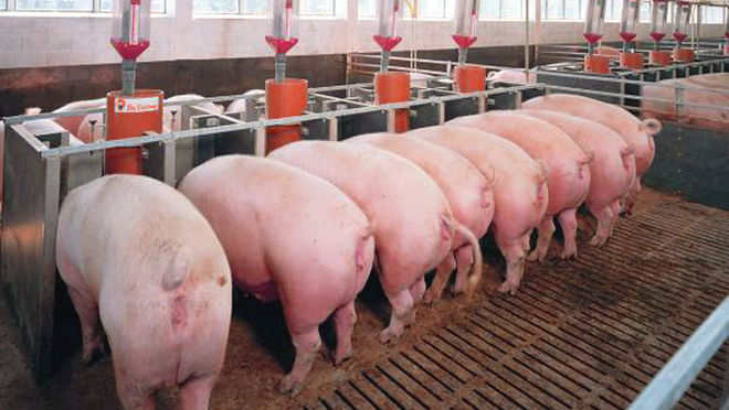 El sector porcino español referente internacional en sostenibilidad